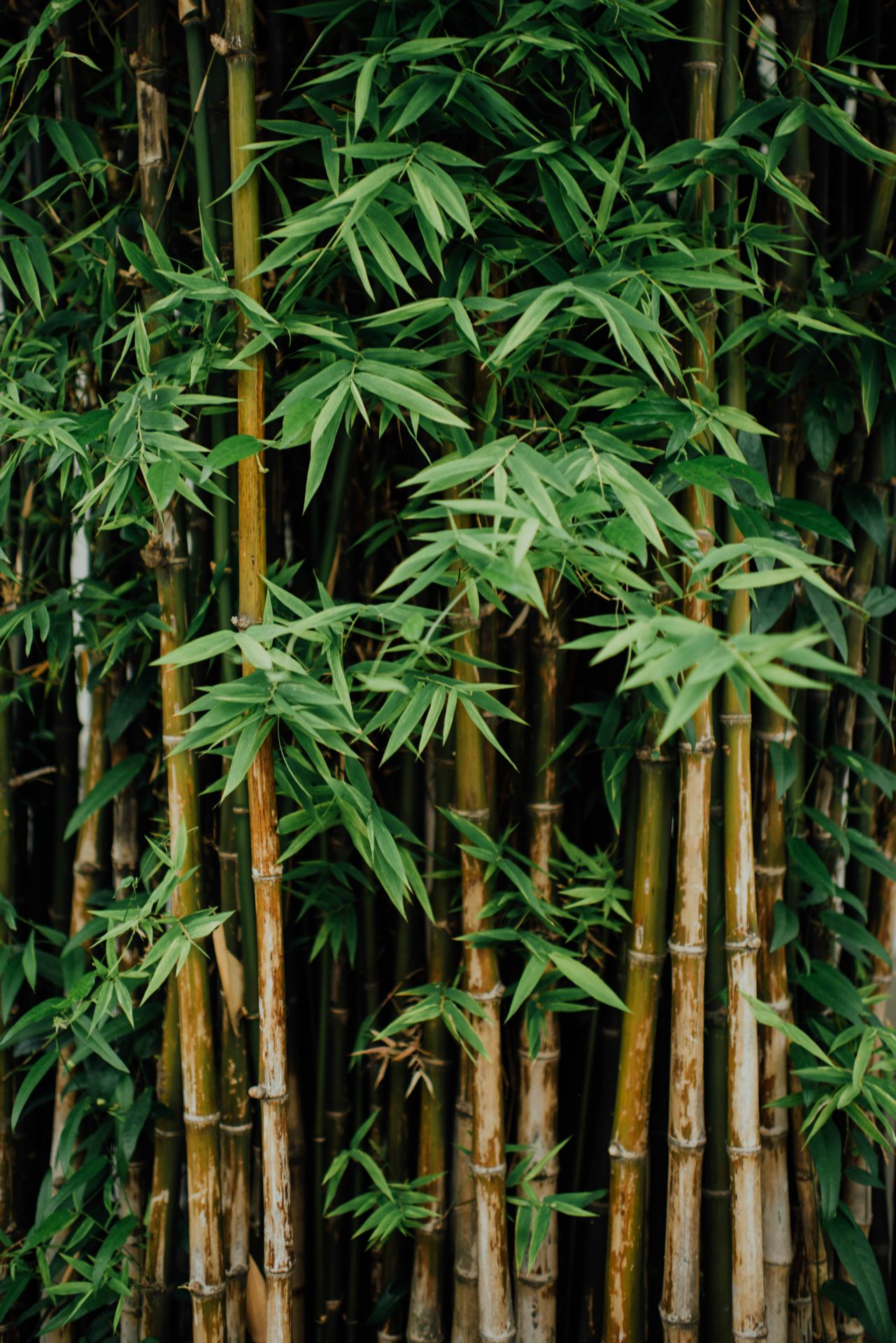 chuttersnap-BofgeVFG-_w-unsplash_1281x1920
